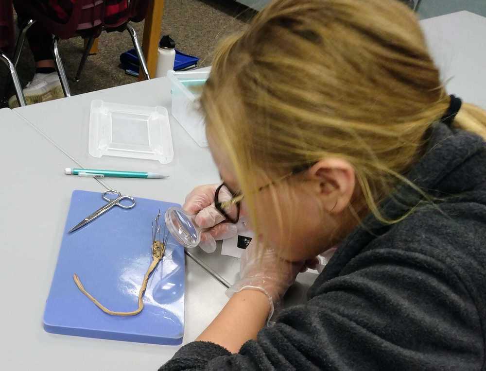 AMS Student Dissects a worm