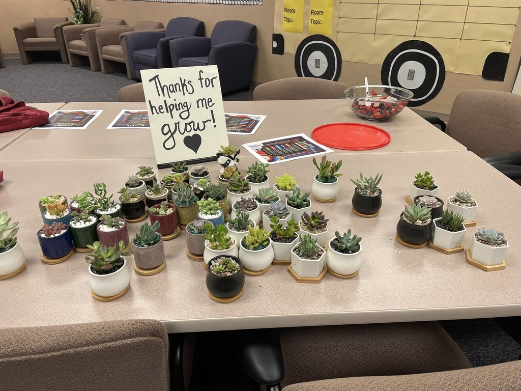 Succulents in individual pots on a table