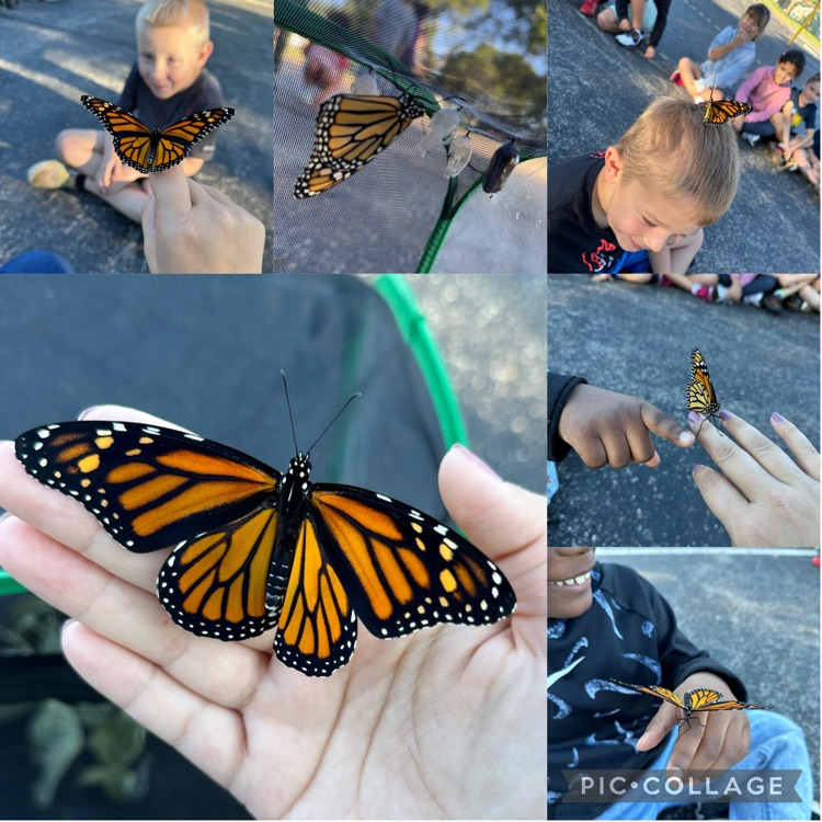monarch butterfly collage