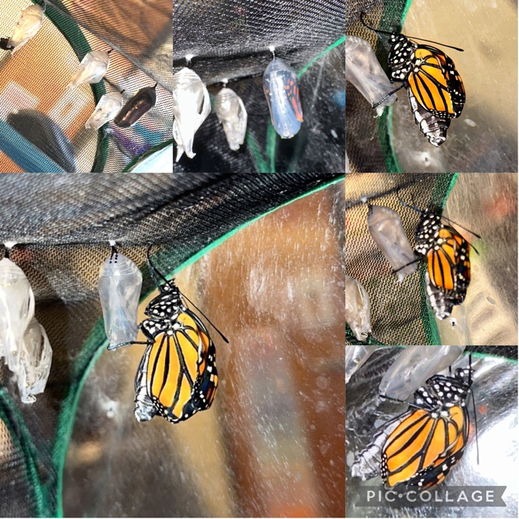 monarch butterfly and chrysalis collage
